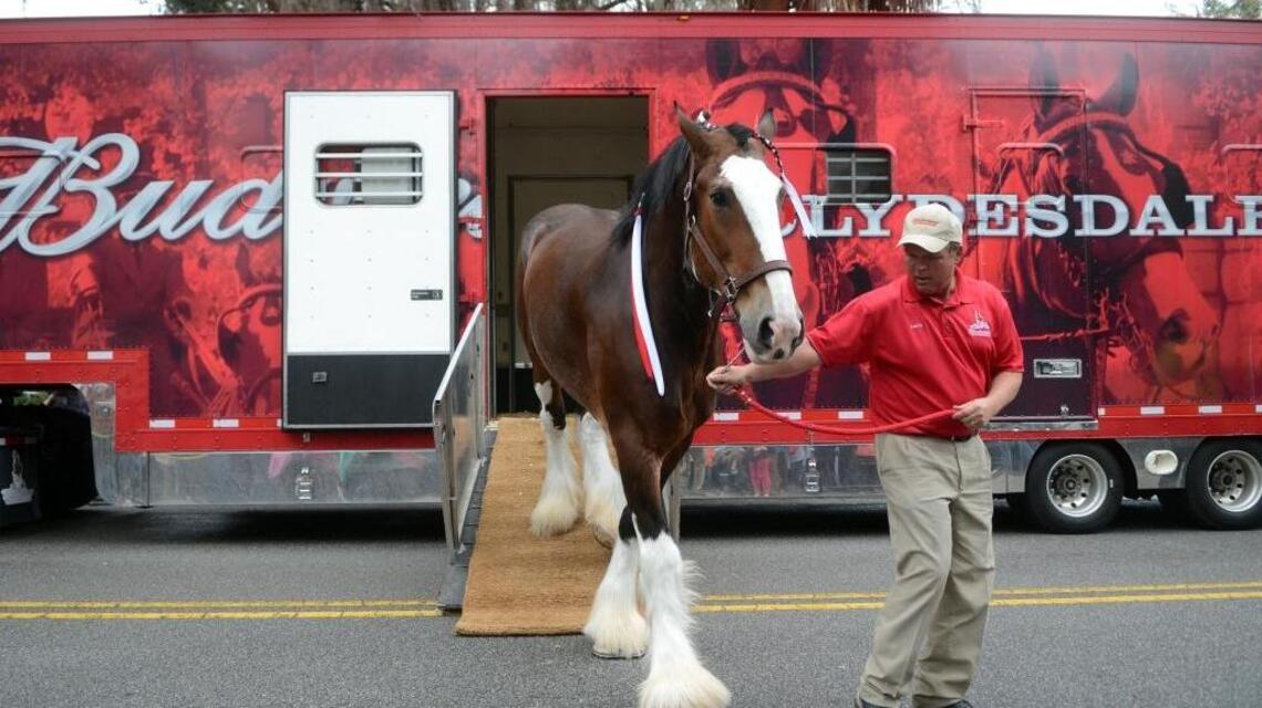 Budweiser Clydesdales to make Hilton Head appearance. Here’s where you can see them