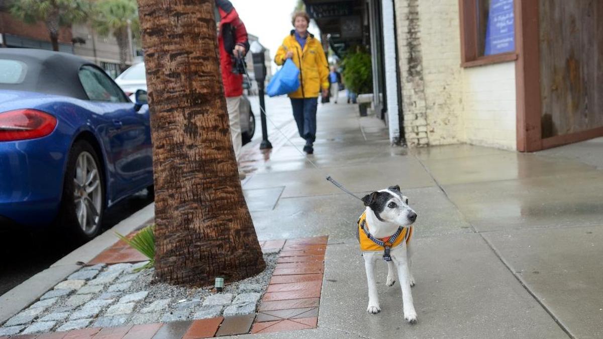 A Jack Russell terrier is walked by his owners along Bay Street in downtown Beaufort.