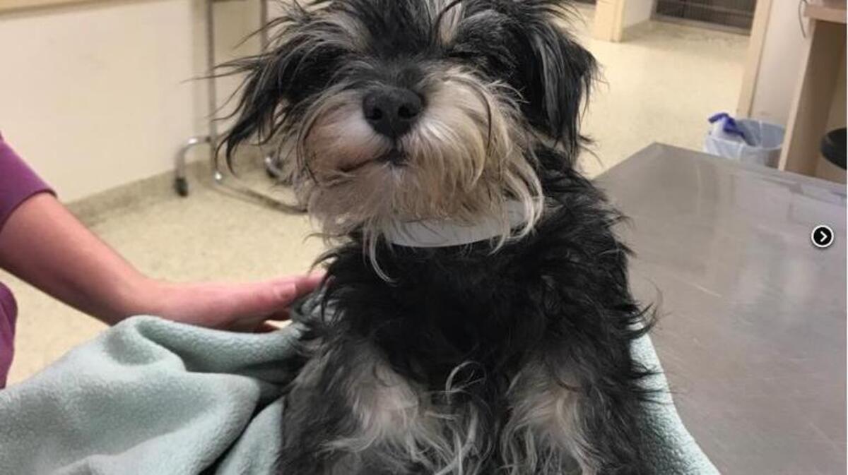 Snuffy the dog is pictured at Carolina Veterinary Specialists in Matthews, N.C. According to Noah's Arks web page, Beaufort County Animal Shelter and Control found the one-year old schnauzer-mix along Robert Smalls Road in Beaufort. It was paralyzed and was later determined by the veterinary group that Snuffy was shot point blank with a pellet gun. The animal rescue group is offering a reward for the conviction of the individuals who shot the mix-breed canine.