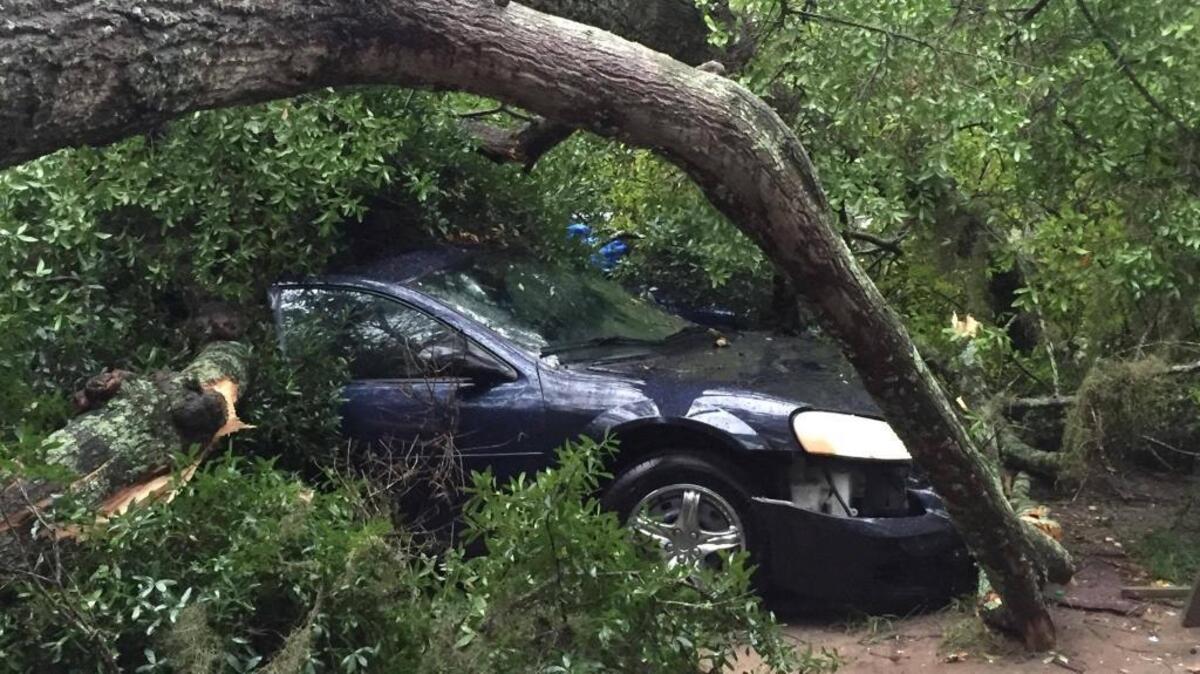 A tree that forced a Beaufort family from its home on Tekoa Lane also damaged multiple cars.