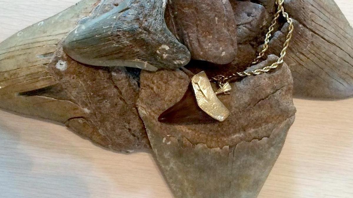 Pictured are some of the teeth that retired Beaufort County school teacher Doyle Clifton collected when he dove – including the necklace made for him by friend and fellow diver Vito Bertucci. Bertucci died while diving for shark teeth in Georgia in 2004.