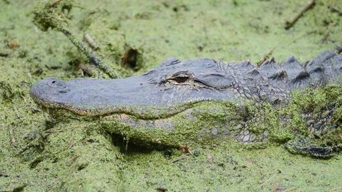 Is population growth driving alligators to our front door? Readers share recent gator sightings
