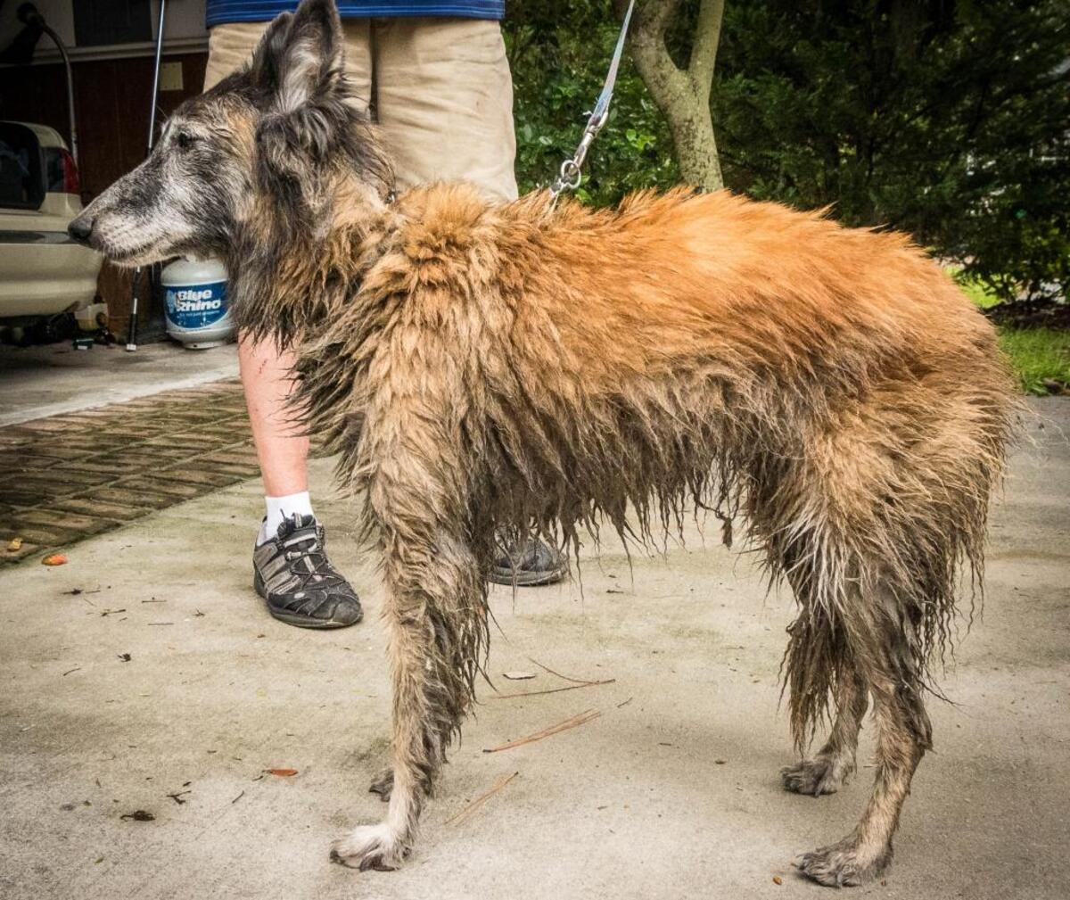 “Envie,” a Belgian Tervuren, was reunited with owner June Connelly on Monday.
