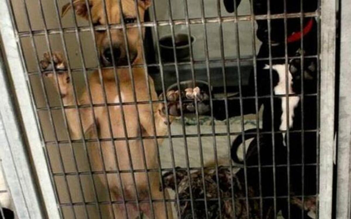 Beaufort County Animal Shelter is one of several locations offering low-cost rabies shots in April.