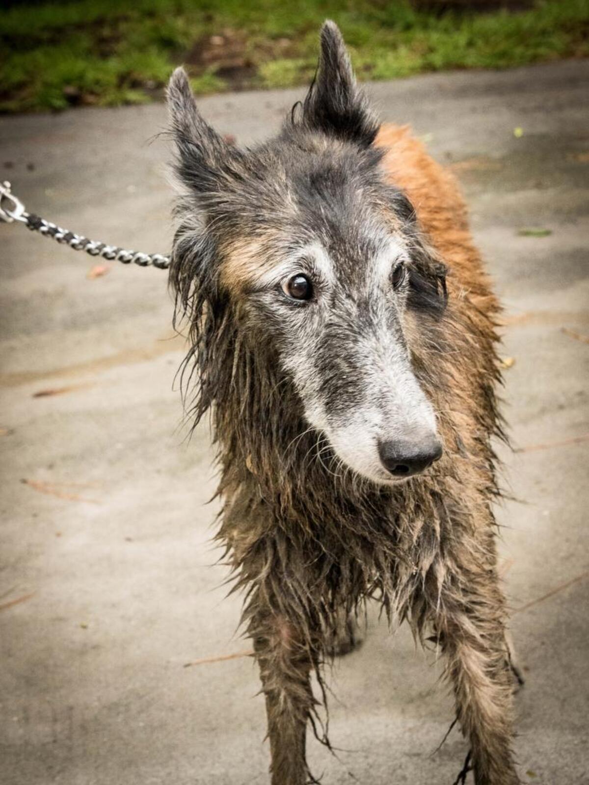 “Envie,” a Belgian Tervuren, was reunited with owner June Connelly on Monday.