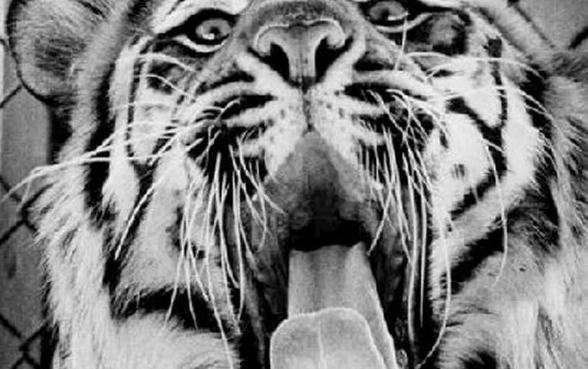 Happy the Tiger in his later years at Riverbanks Zoo.