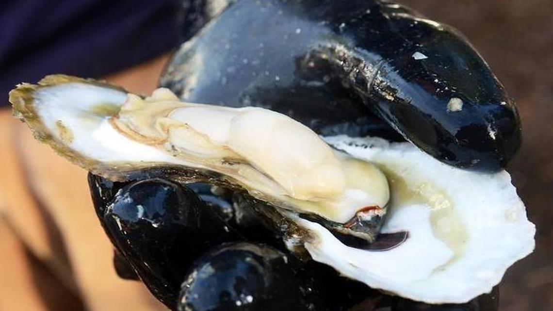 Craving oysters? State reopens Beaufort County shellfish beds closed by Matthew