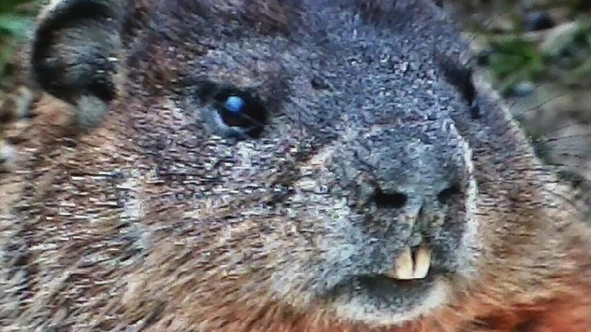 It’s hard to ignore this groundhog’s toothy grin.