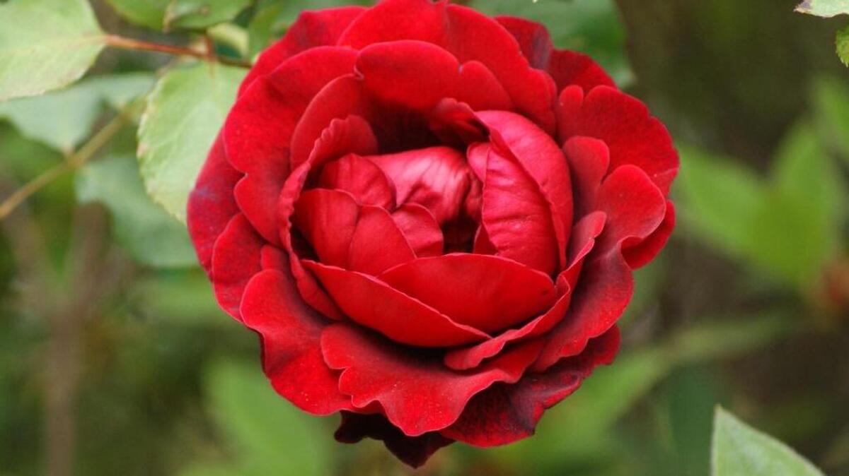 This ‘single’ rose bloom stands out in E.C. Hubbard’s Levy flower garden