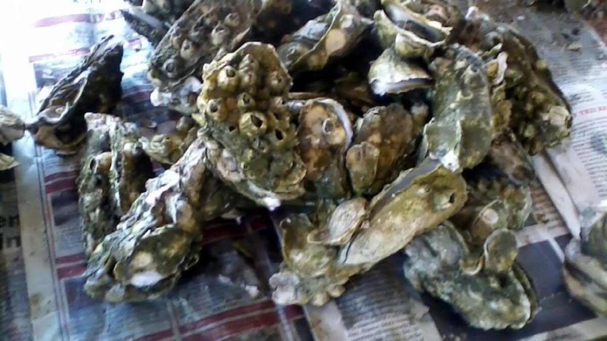 Some fresh steamed oysters covered with barnacles.
