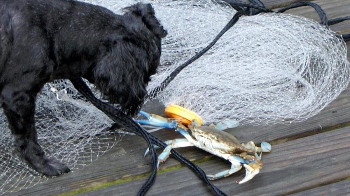 Jean Tanner’s Shih-Tzu Muffy cautiously checks out a blue crab on the dock.