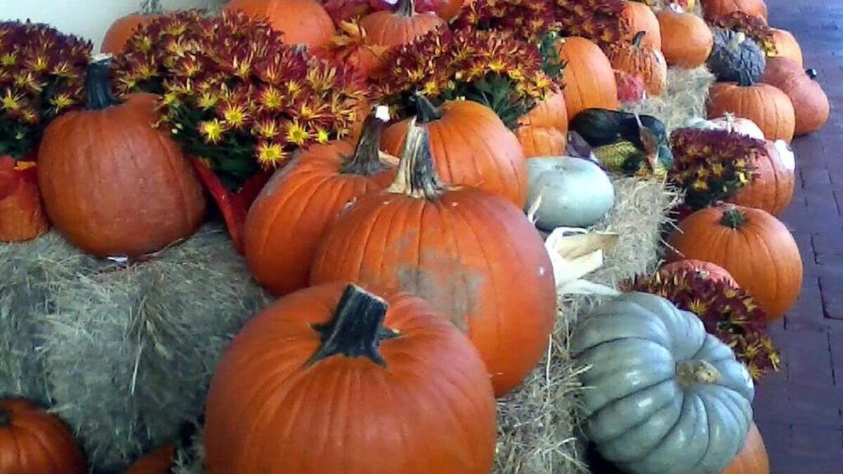 A colorful display of pumpkins, squash, Indian corn and potted chrysanthemums brightens a local grocery store.