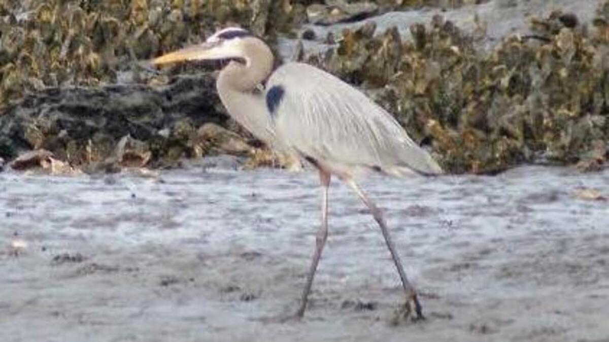 A Great Blue Heron stands before a bed of oysters.