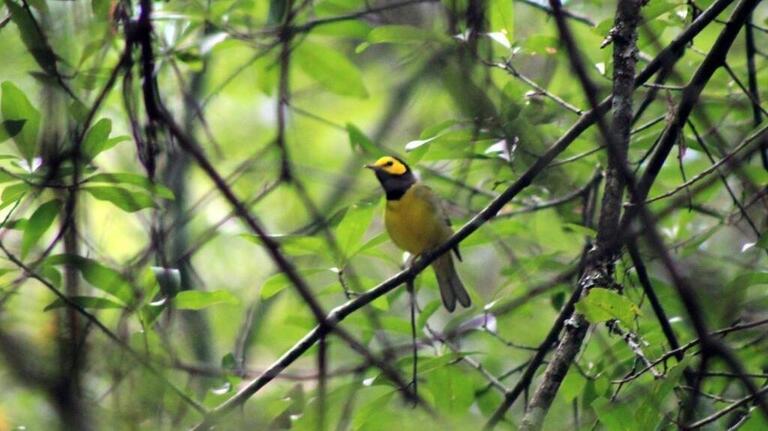 Plans made to set fire to this Hilton Head nature preserve. Here’s why that’s a good thing