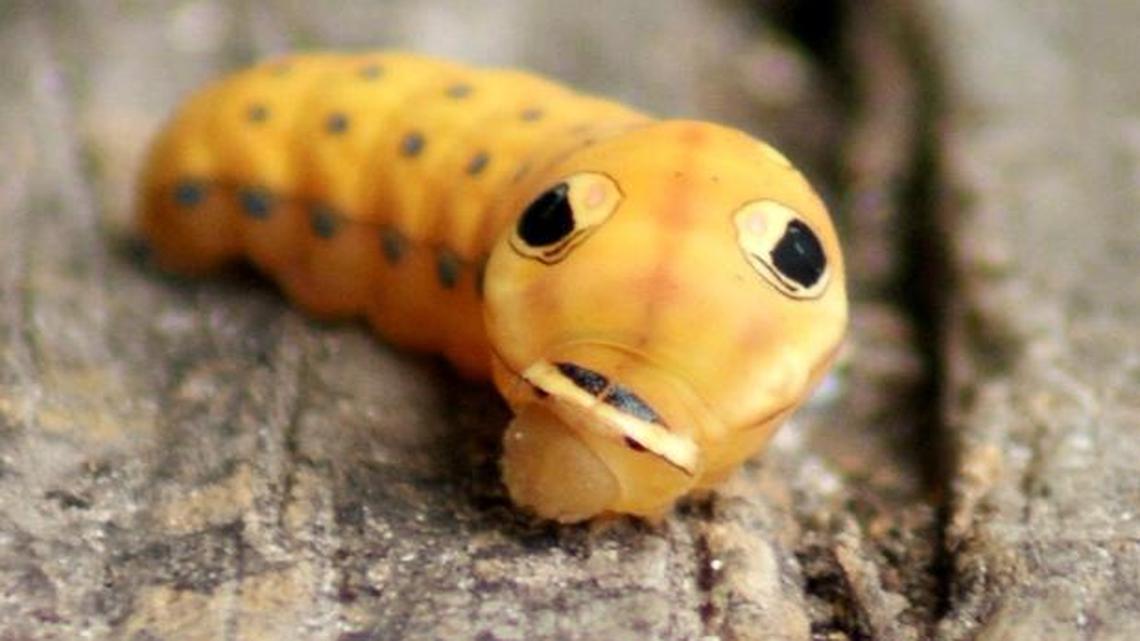 Its huge eyes draw your attention to the Spicebush Swallowtail caterpillar.