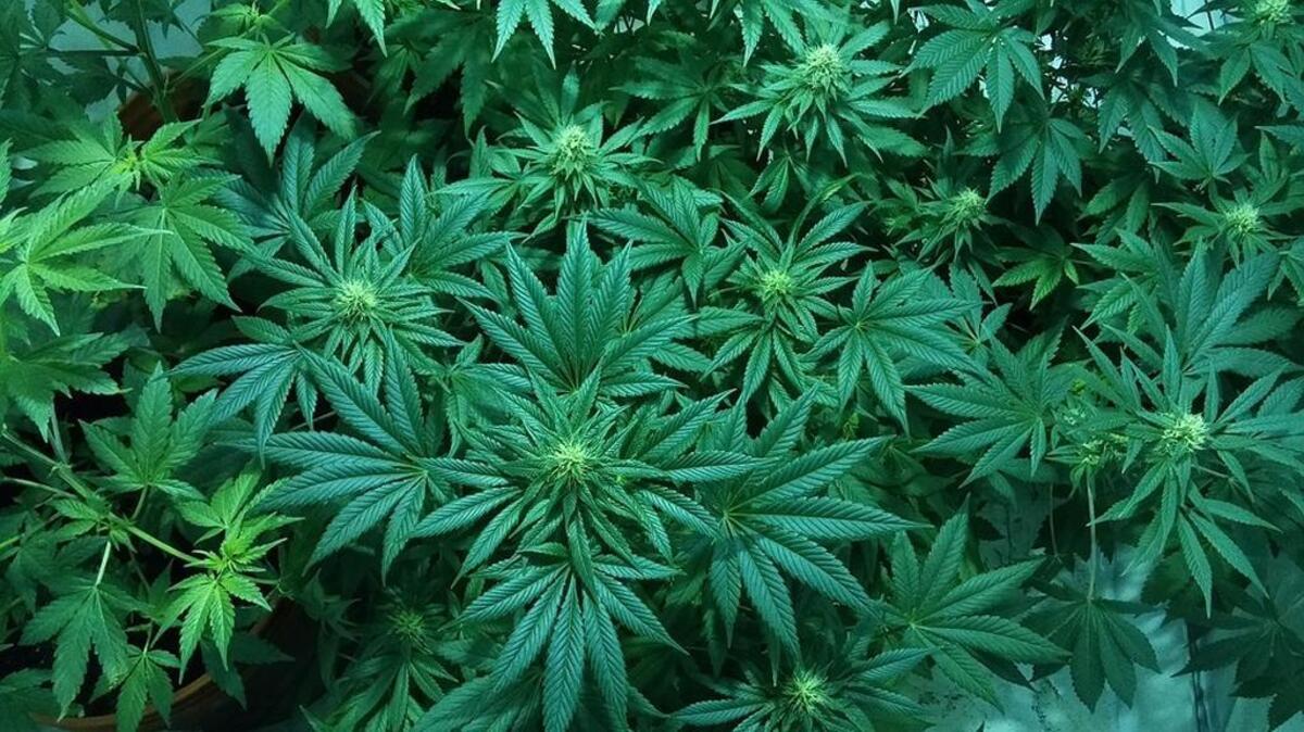 Marijuana plant.