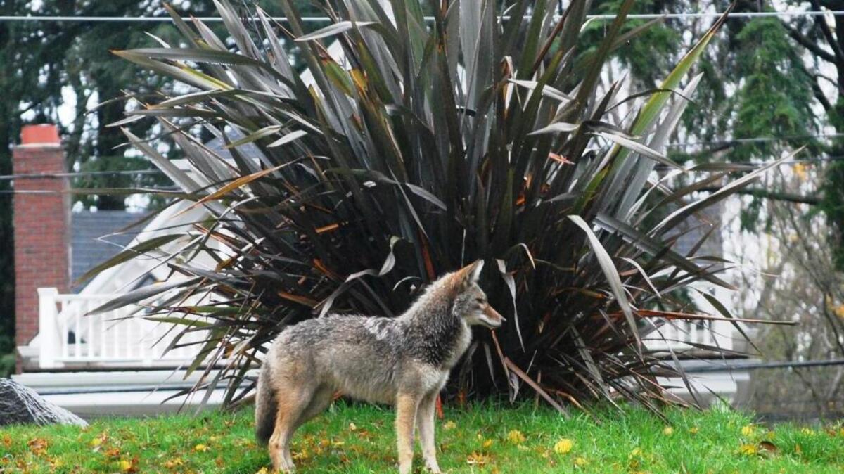 Coyotes have been present in South Carolina for decades.