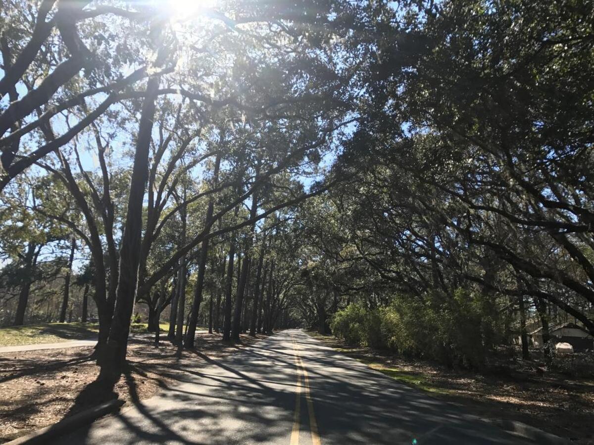 File photo of a street in Sea Pines, surrounded by trees.