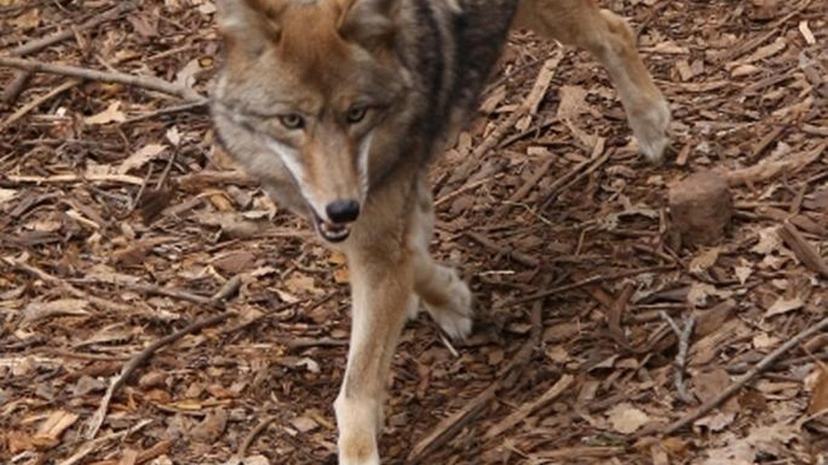 Coyotes have been present in South Carolina for decades.