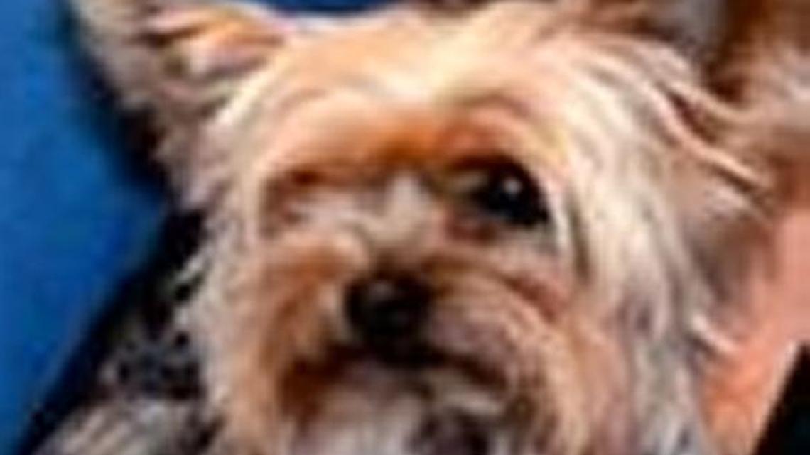 Hilton Head Island man wanted a puppy; he got scammed instead