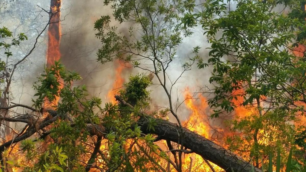 A brush fire allegedly began after a cigarette was thrown into the woods on Friday on Daufuskie Island, and has burned on since then.