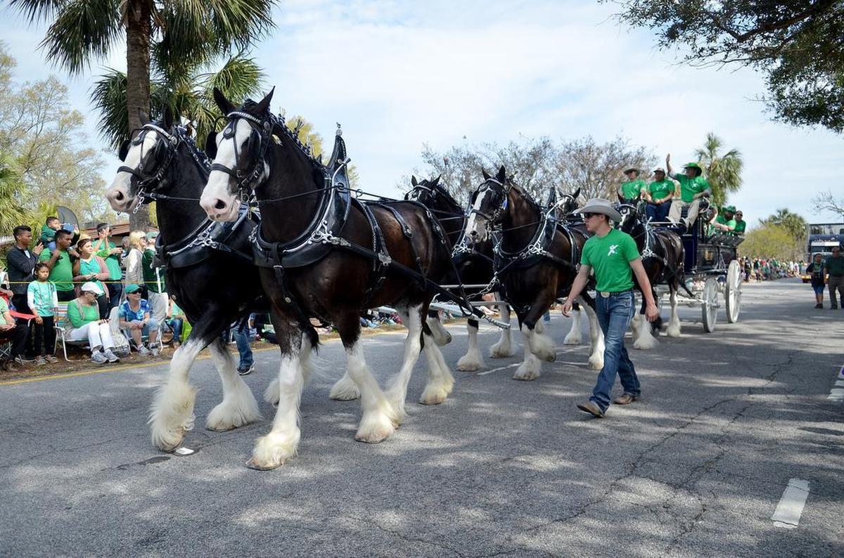 The Express Clydesdales march in the 35th annual Hilton Head Island St. Patrick’s Day Parade on Sunday afternoon on Hilton Head.