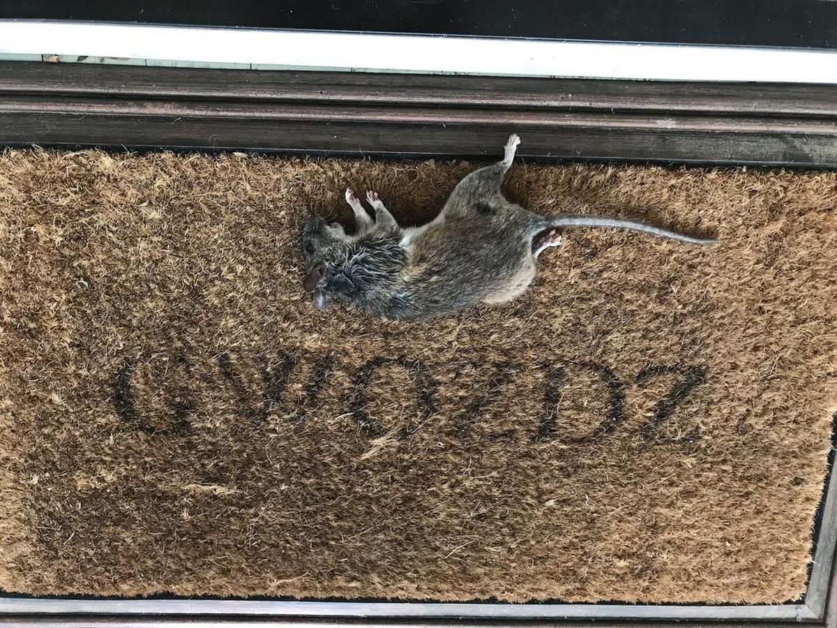 Beaufort County school board member Christina Gwozdz found a dead rat on her doormat April 25 — three days after an outspoken opponent of the board asked Gwozdz to be his witness as he confronted another board member after a meeting.
