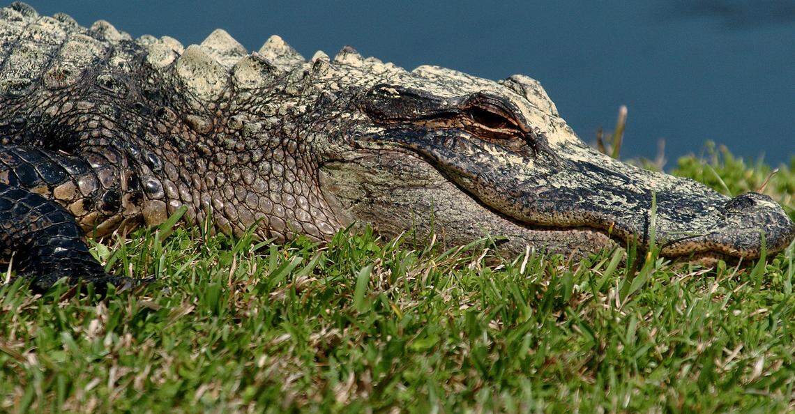 Pollen covers a small alligator as it soaks up the sun on Lady’s Island on Thursday afternoon.