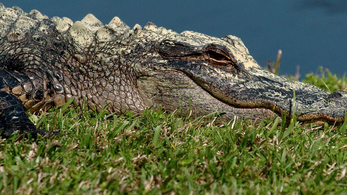 Pollen covers a small alligator as it soaks up the sun on Lady’s Island on Thursday afternoon.