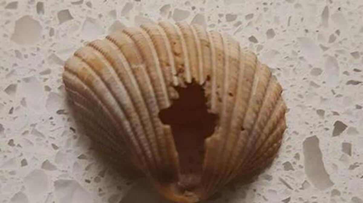 Peggy and Steve Davis stumled upon this shell cracked in the shape of a cross while on vacation on Hilton Head Island.