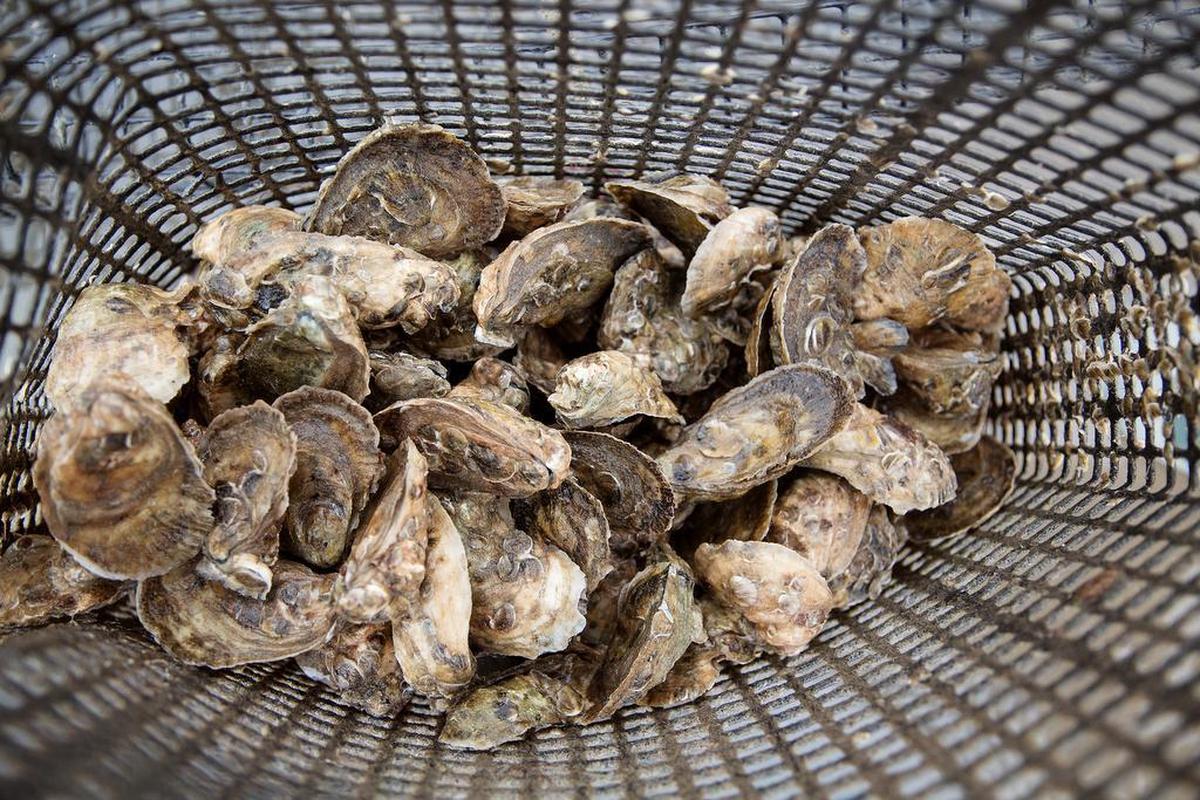 The Lowcountry Oyster Trail is set to officially launch Nov. 5.
