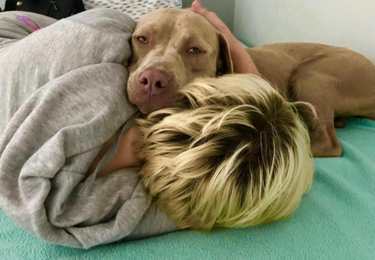 Twinkie has been trained to rush to Naomi’s side and provide comfort during a PTSD episode.