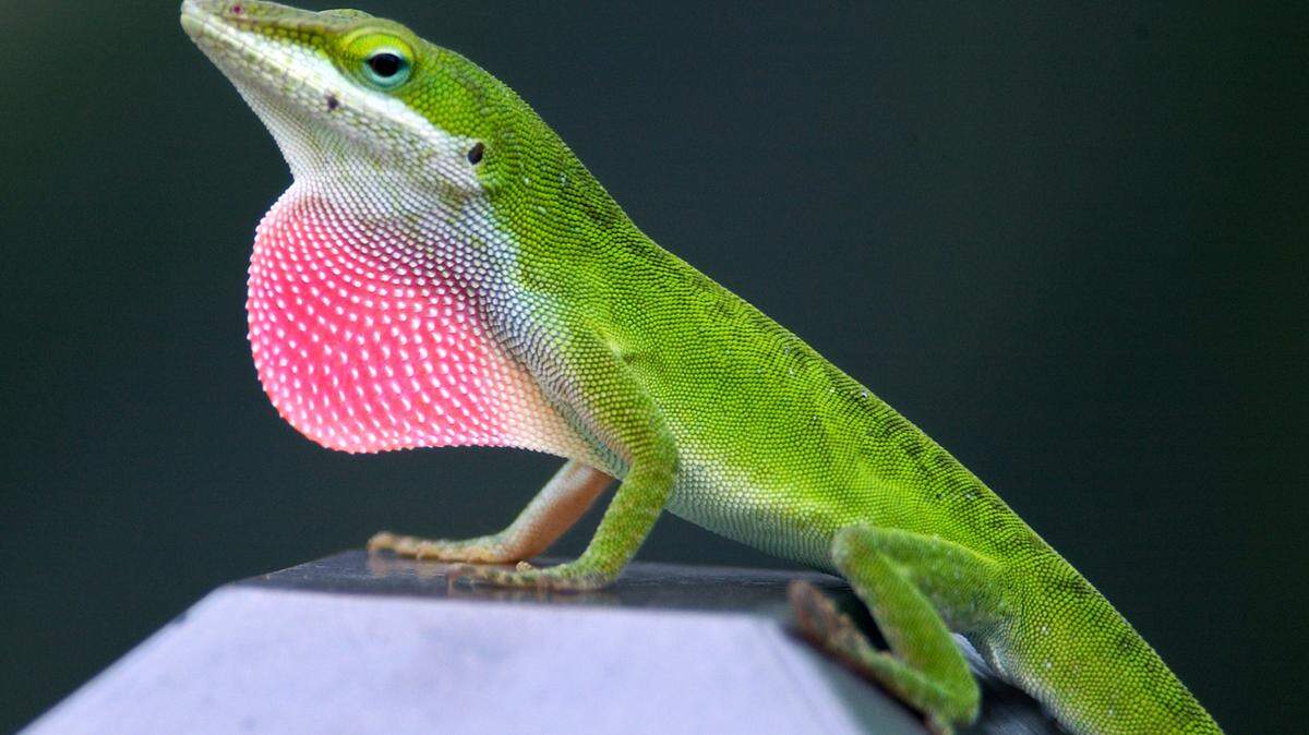 A green anole lizard fans its dewlap while prowling along a fence on South Forest Beach on Thursday. The red flap of skin is used by males of the species to signify possession of territory or to attract mates.