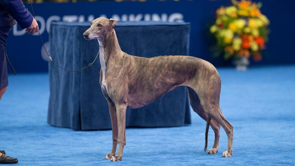 GrandCru Giaconda, or Gia, winning her group at The National Dog Show Presented by Purina.
