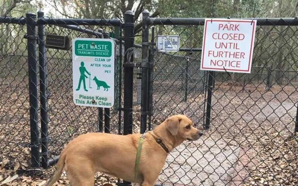 Honey can’t visit the dog park anymore for her daily dose of running around off her leash.