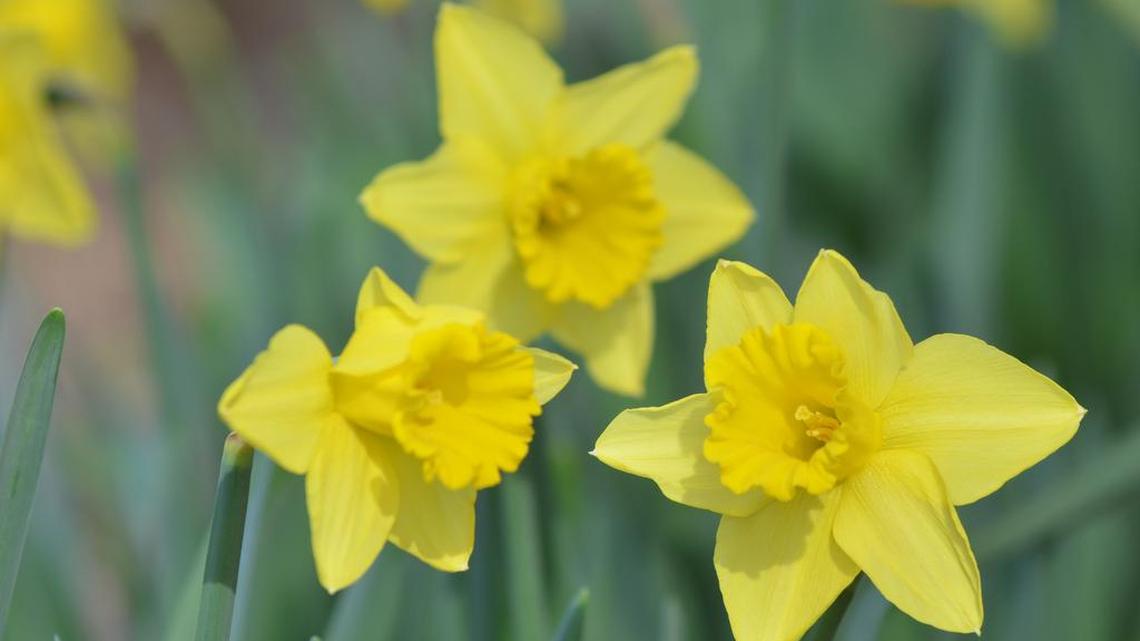 Memories of Bluffton daffodils, hopes for Hampton County’s new agriculture campus