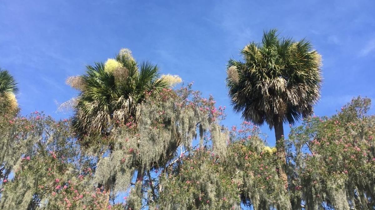 Palmetto trees stand in Beaufort. S.C.
