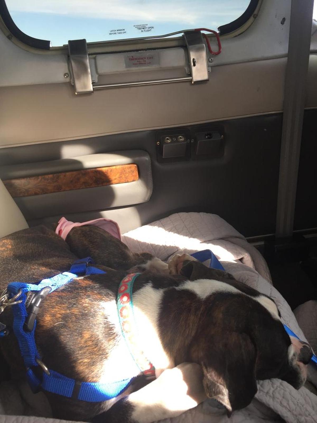 Sophia rests on her plane ride to Bluffton.