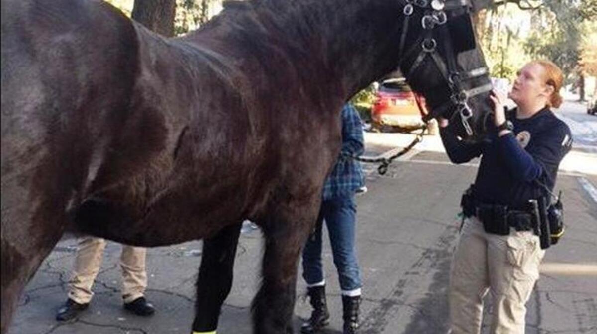 Officers with the Savannah-Chatham Metropolitan Police Department help up a horse after it slipped on ice earlier this month. The horse was not hurt.