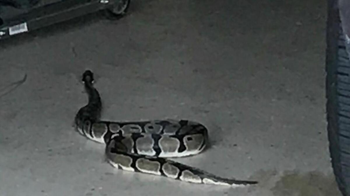 A snake was found in a Woodbridge garage in Bluffton on Monday night.