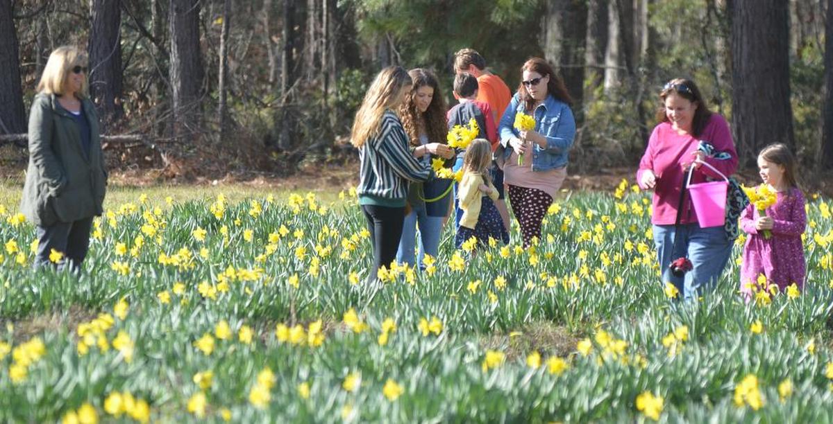 An afternoon at Bluffton’s UPickDaffodils field, Feb. 4, 2017.