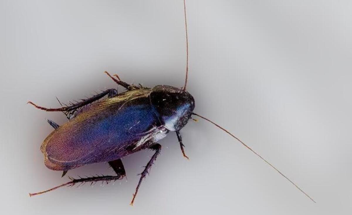 The speedy and chill-inducing palmetto bug.
