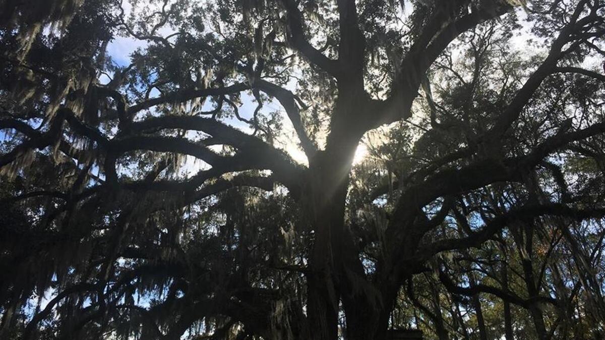 A live oak towers above the ground on Daufuskie Island.