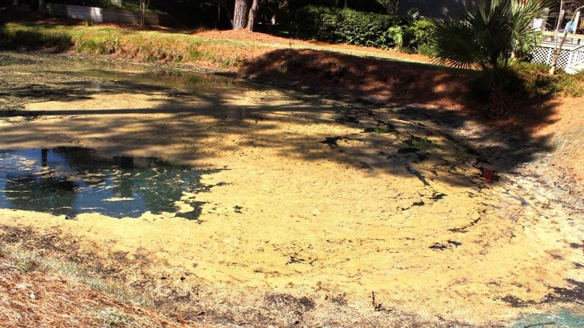 Only on Hilton Head: How to make pollen work for you