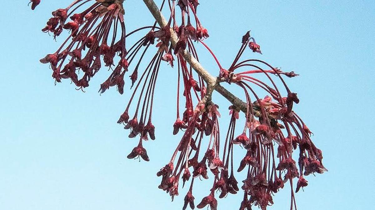 Red maple female flowers with fruits (samaras) starting to form.