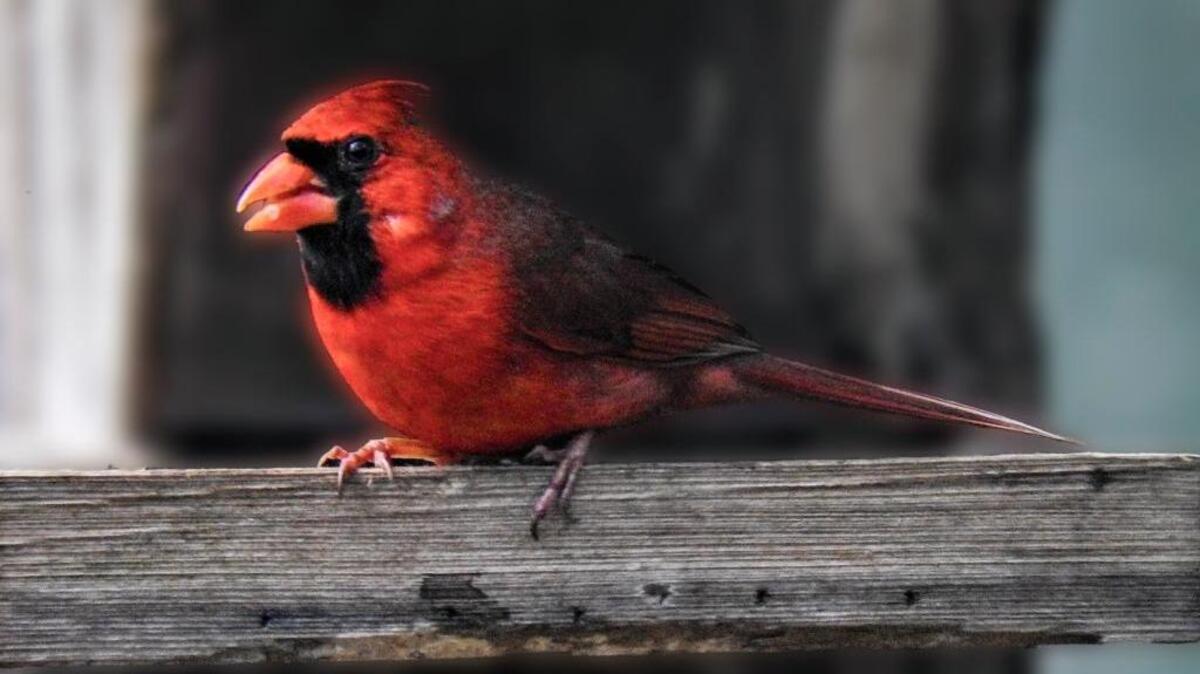 Male Northern Cardinal