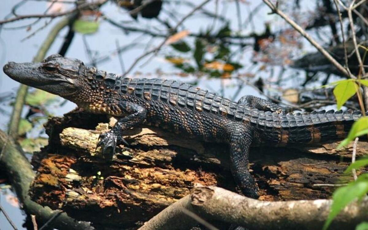 A 10-inch baby alligator photographed in the Sea Pines Preserve.