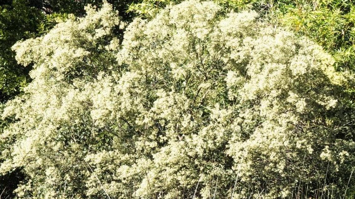 The Groundsel bush can dazzle with an explosion of blooms in the fall.