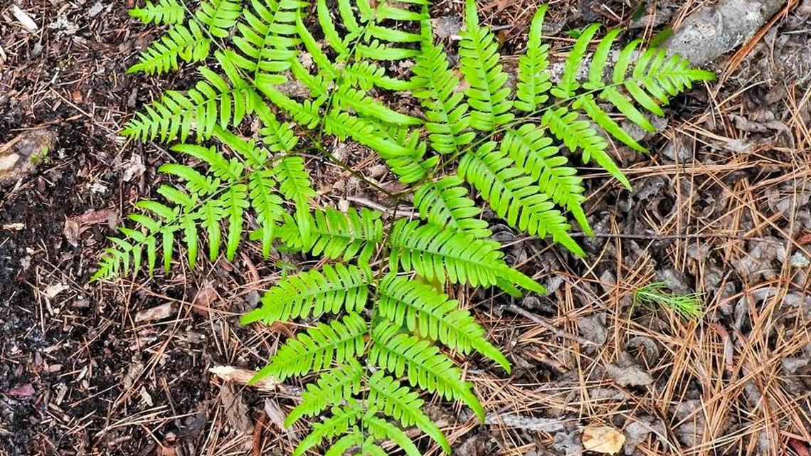 Natural Lowcountry: Bracken fern best admired from a distance
