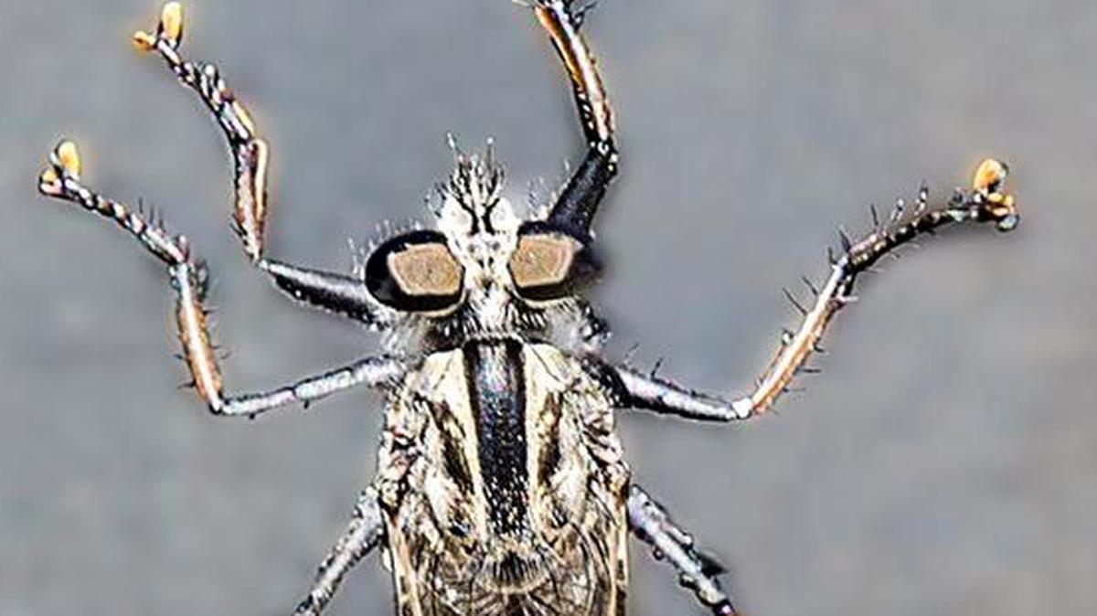The female robber fly.